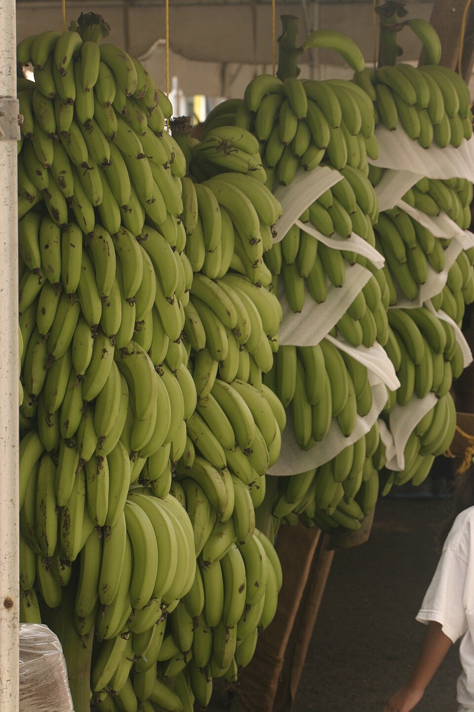 Ash Plantain
