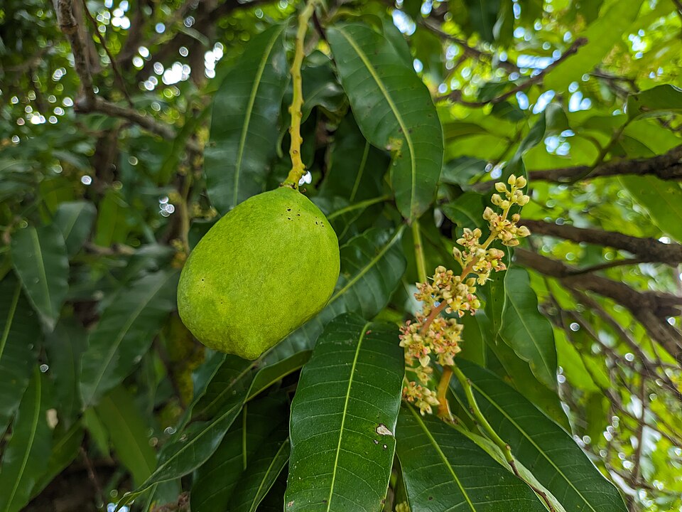 Curry Mango
