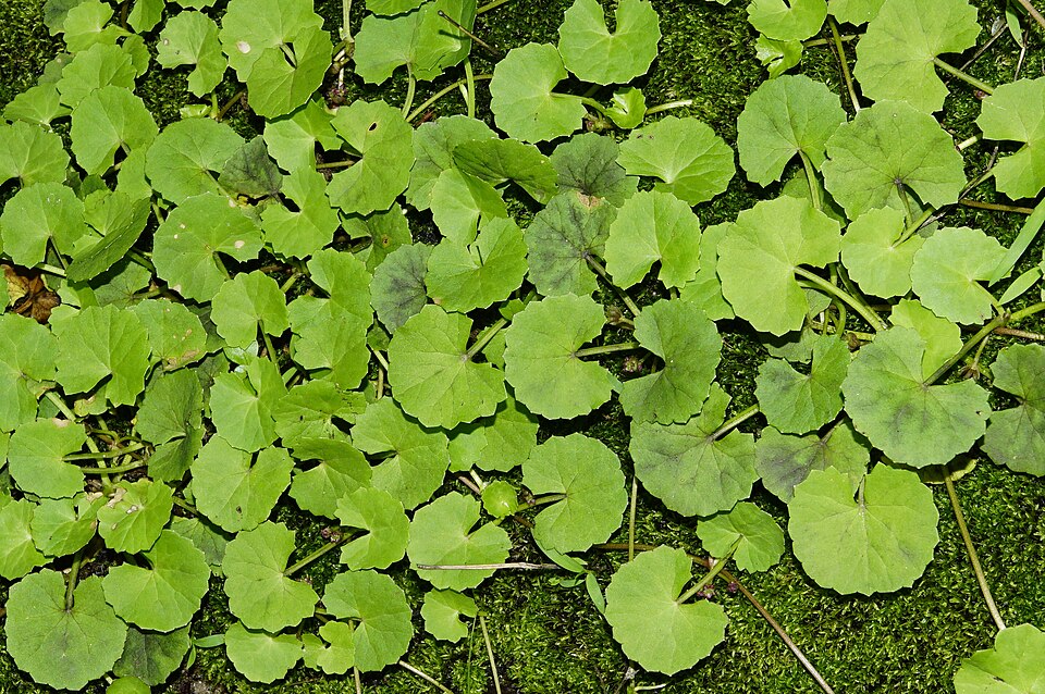 Gotukola